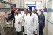 بازدید سرزده معاون سلامت  دامپزشکی استان از کشتارگاه طیور سیمین بال میاندوآب